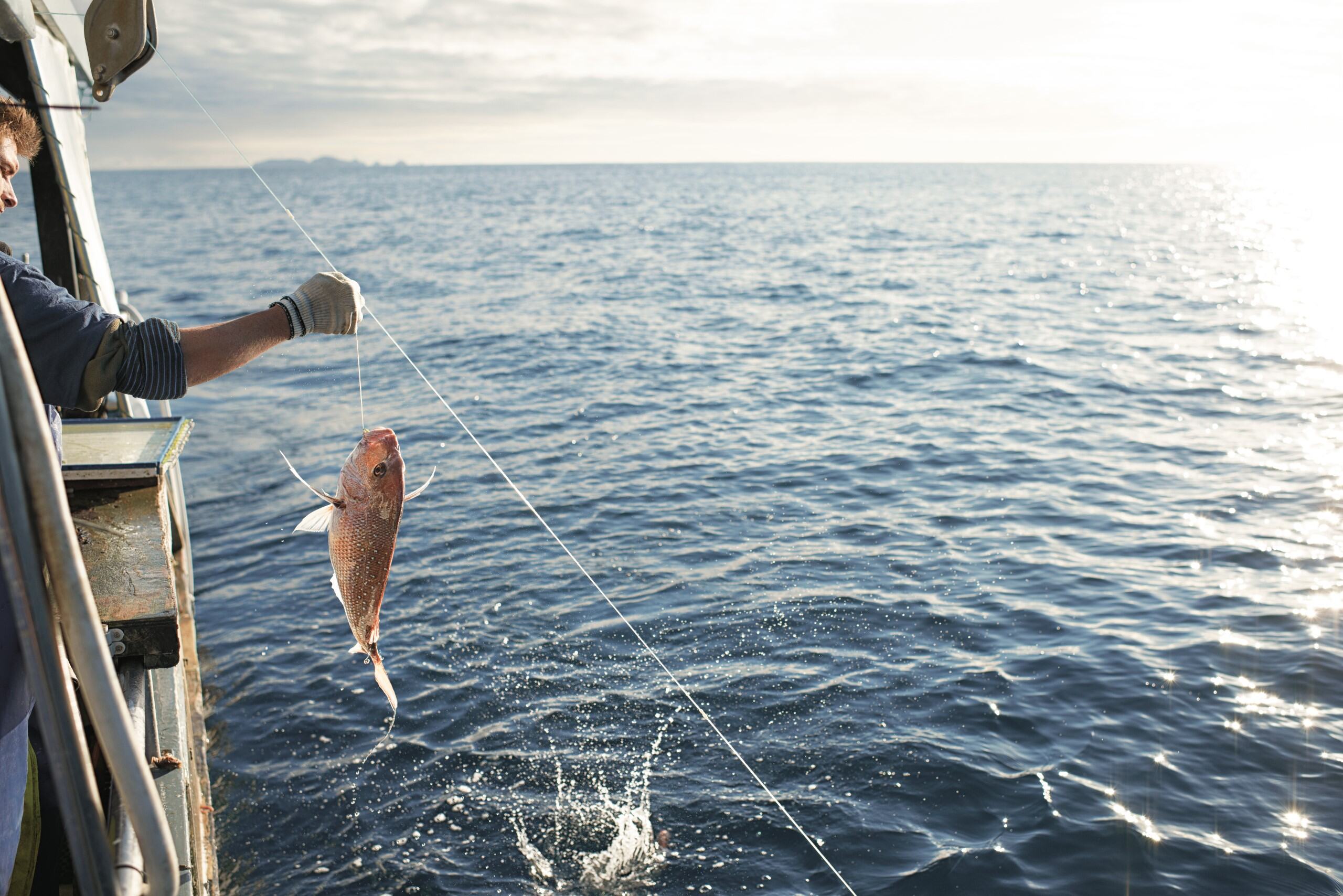 Feasibility of seafood sector Impact Investment in the Hauraki Gulf