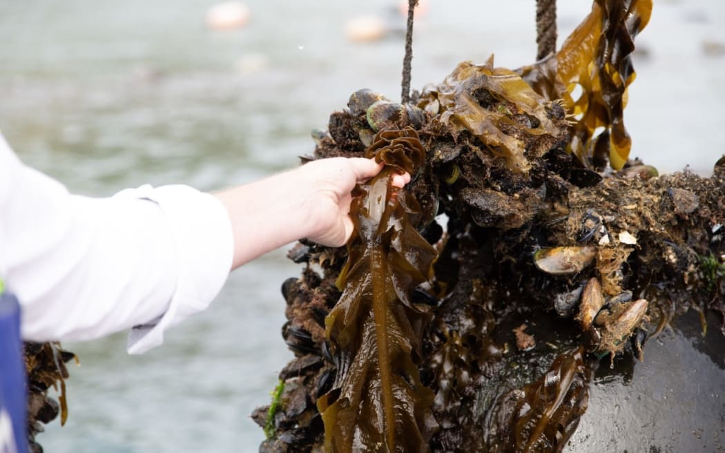 First seaweed seedlings in the Hauraki Gulf for new industry