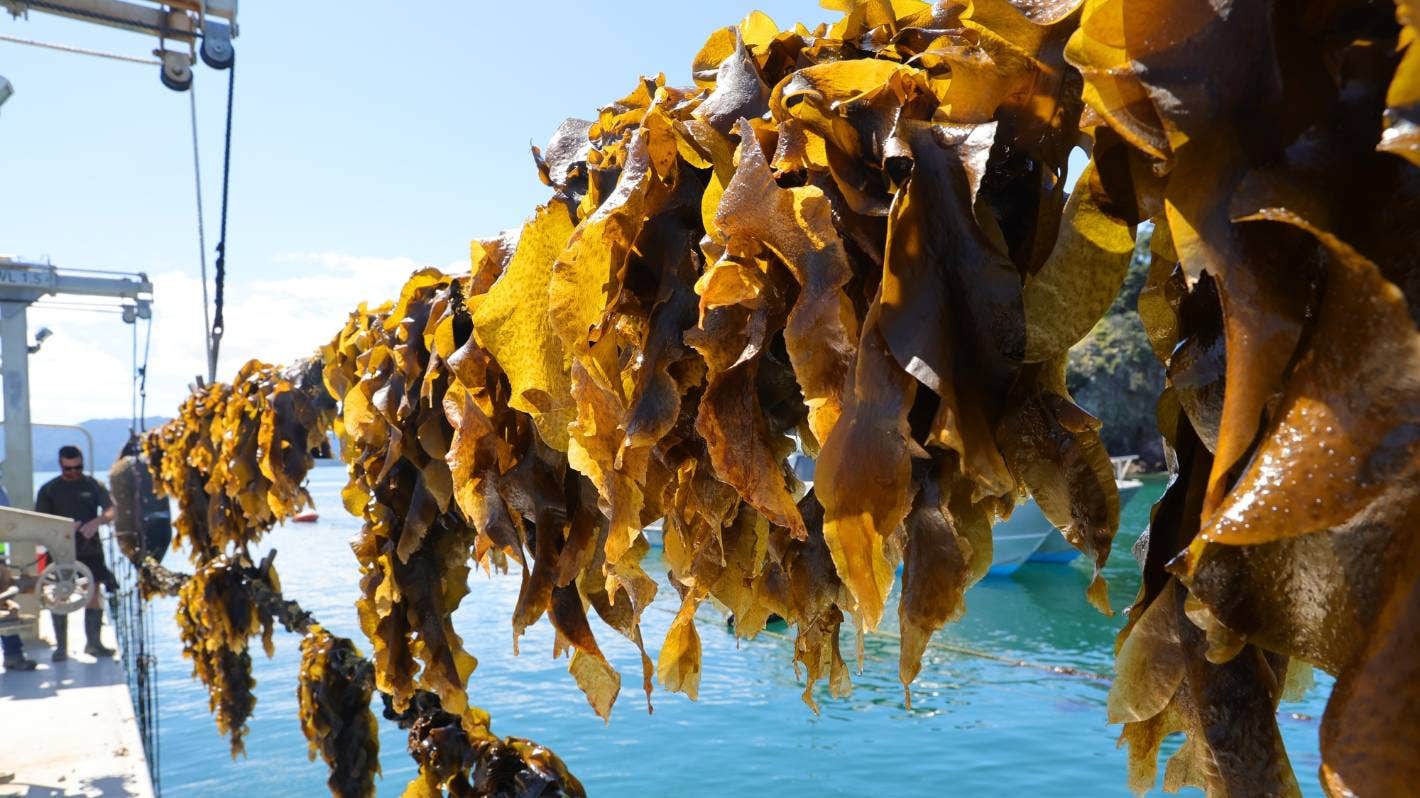 First seaweed planting in Coromandel waters historic moment for aquaculture