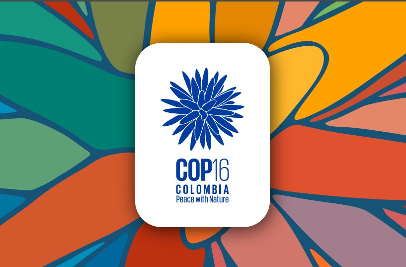 All About COP16