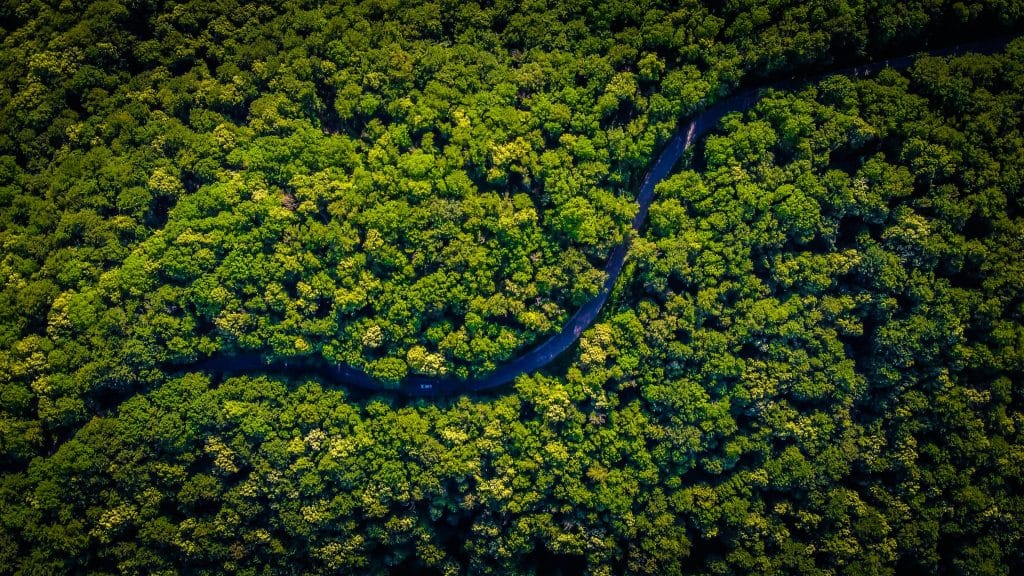 Amazon Rainforest photo by Vlad Hilitanu on Unsplash