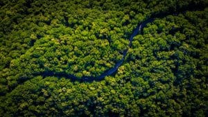 Amazon Rainforest photo by Vlad Hilitanu on Unsplash